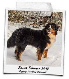 Banuk 02.2018 1 s